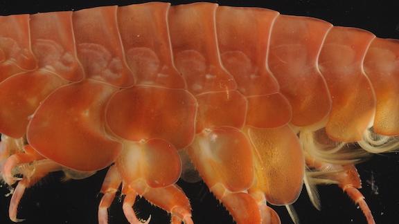 Eurythenes atacamensis forma roja, obtenido a 8074 metros de profundidad en la Fosa de Atacama. © Weston et al. (2021) (Figura 6b).