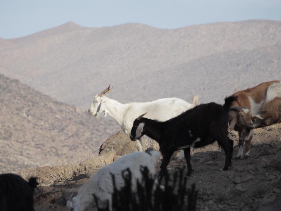 Crianza de cabras en la majada