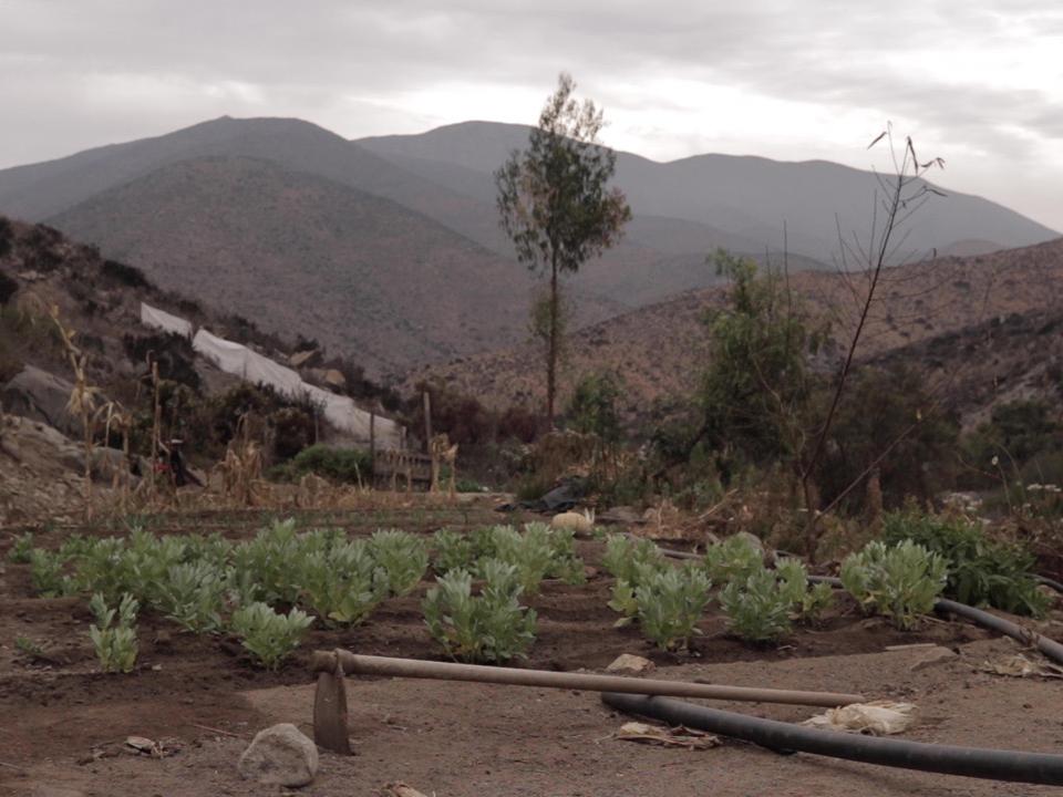 Cultivo de habas en la majada