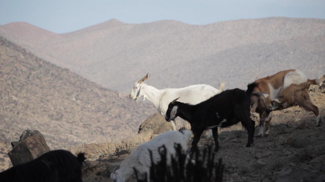Crianza de cabras en la majada