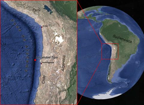 Figura 2: Ubicación de la Fosa de Atacama y de la localidad tipo donde se colectó el holotipo hembra (MNHNCL AMP-15816). 